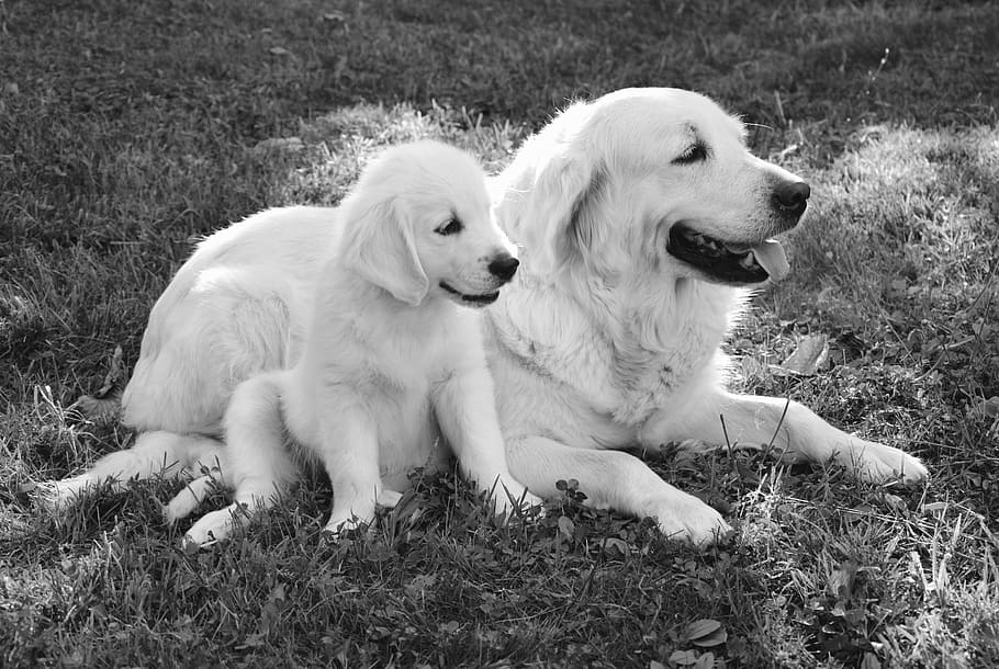 grayscale photography of golden retriever prone lying beside puppy on grass