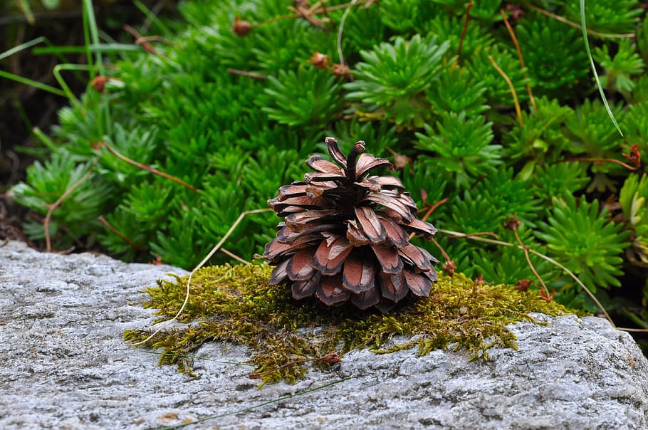 Pine Cones, Stone, Moss, Nature, no people, outdoors, day, plant HD wallpaper