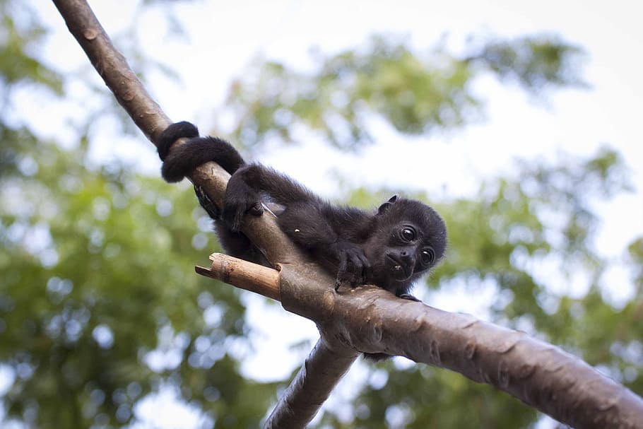 Black Monkey Hugging Tree Branch, animal, animal photography