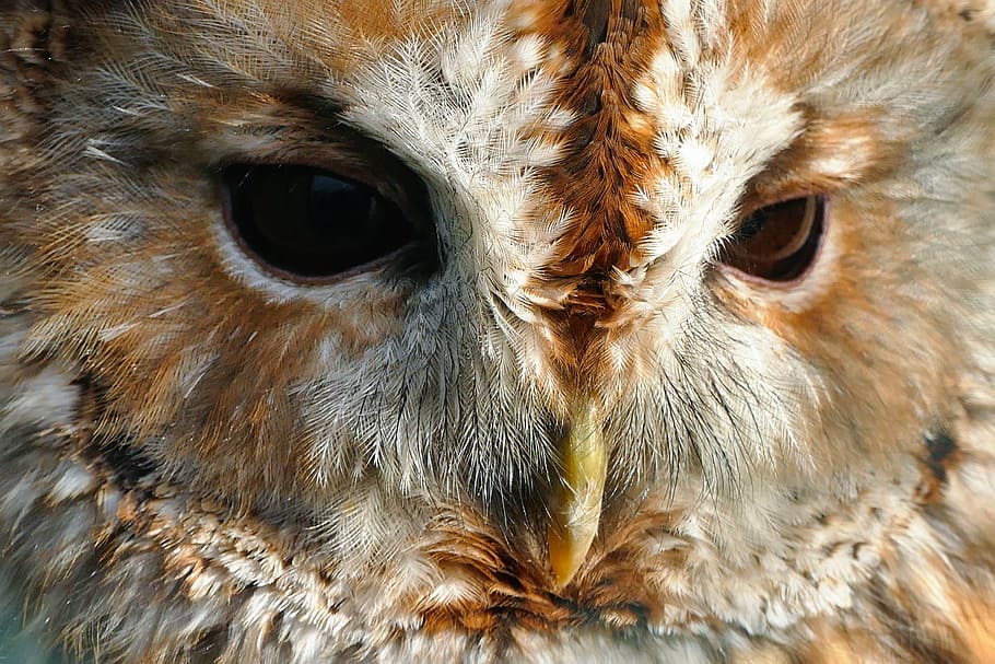 close-up photography of brown owl, bird, hunter, nocturnal, predator, HD wallpaper