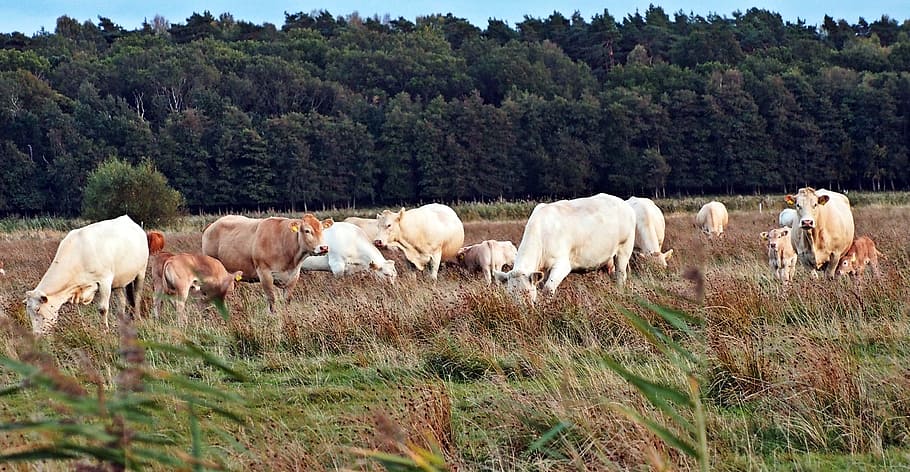 Cows, Nature, Animals, Summer, herd, grass, grazing, no people HD wallpaper