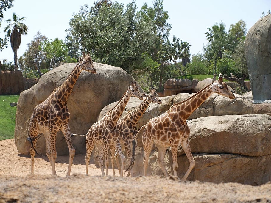 giraffes, bioparc, tree, group of animals, plant, animal themes HD wallpaper