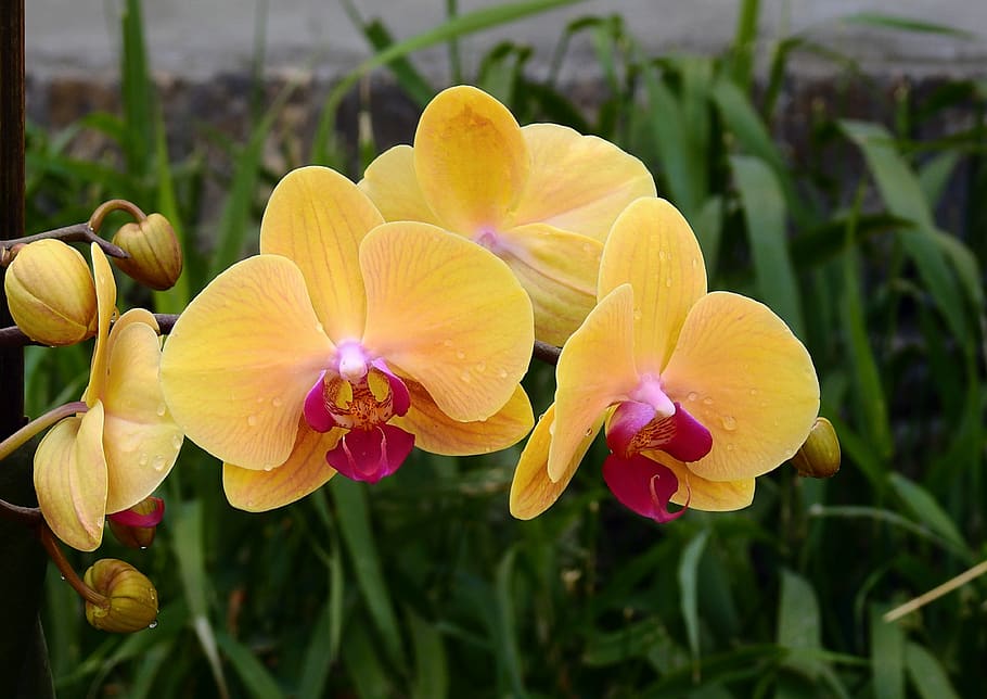 orchids, flowers, nature, flowering plant, fragility, vulnerability HD wallpaper
