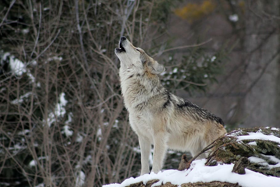 brown and black wolf at daytime, howling, animal, wild, nature HD wallpaper