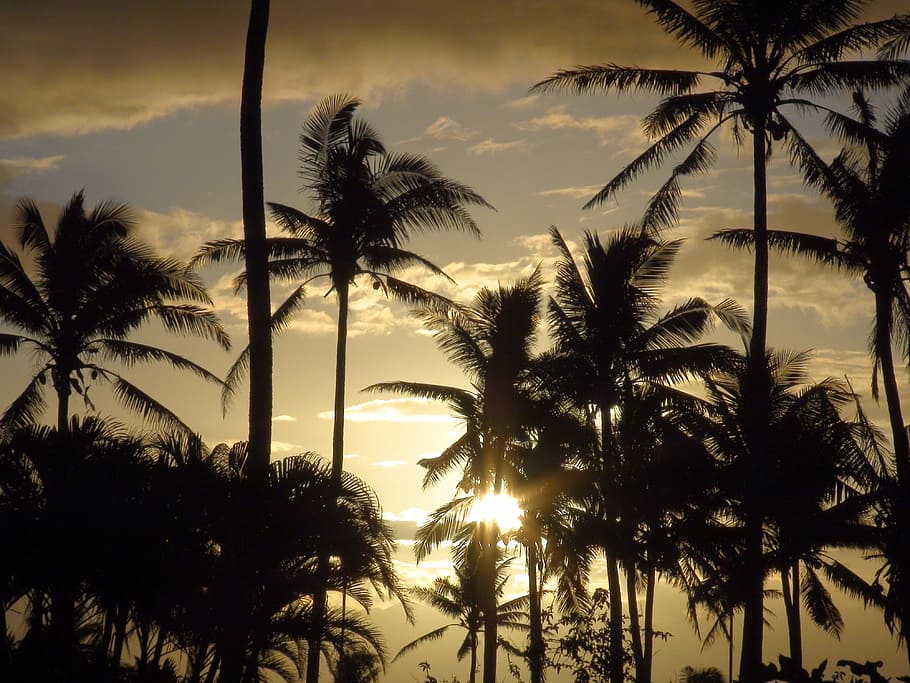 silhouette photo of coconut trees at golden hour, Fiji, Clouds HD wallpaper