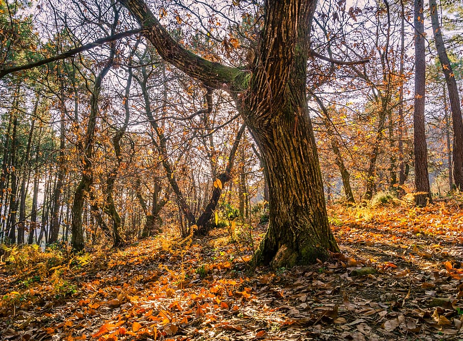 Forest, Tree, Nature, Autumn, Trunk, wood, leaf, woodland, tree trunk HD wallpaper