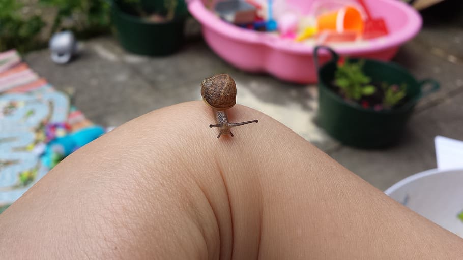 snail, tiny, animal, hand, small, dimensions, difference, contrast HD wallpaper