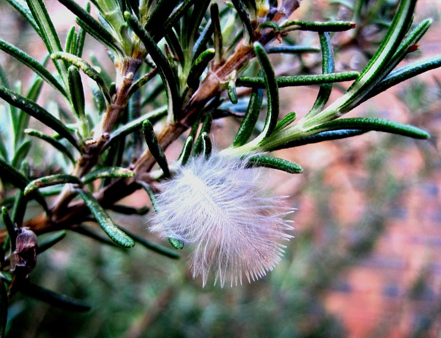 feather, white, soft, fluffy, herb, plant, green, twigs, garden HD wallpaper