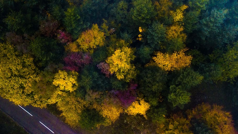 top-view of assorted-color trees, aerial photography of trees HD wallpaper