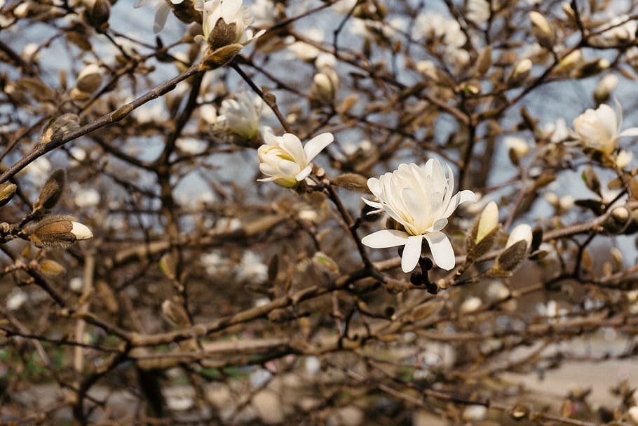 Magnolia flowers, nature, tree, branch, plant, season, outdoors HD wallpaper