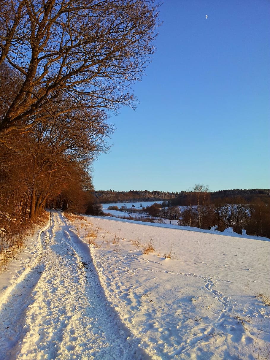 winter, snow, westerwald, wintry, forest, landscape, snowy HD wallpaper