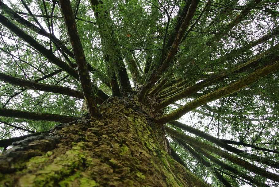 tree, nature, forest, plant, bark, old tree, leaf, outdoors HD wallpaper