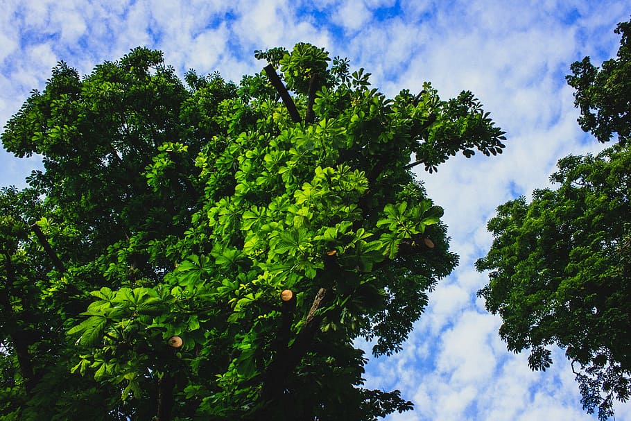 tree, sky, green, nature, outdoor, park, blue sky, clouds, plant HD wallpaper