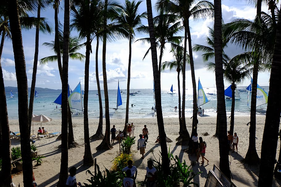white beach, boracay, palm tree, tropical climate, water, sea HD wallpaper