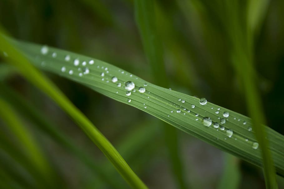 dew, water, drops, raindrops, rain drops, water drops, waterdrop HD wallpaper