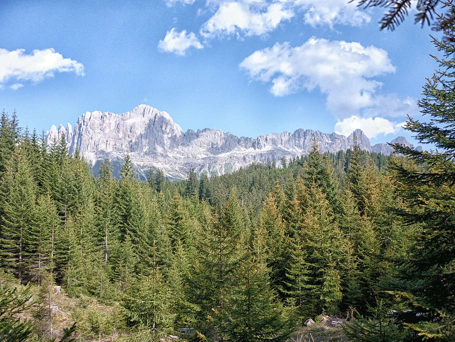 Dolomites, Trees, Forest, mountain, landscape, evergreen, pine tree HD wallpaper