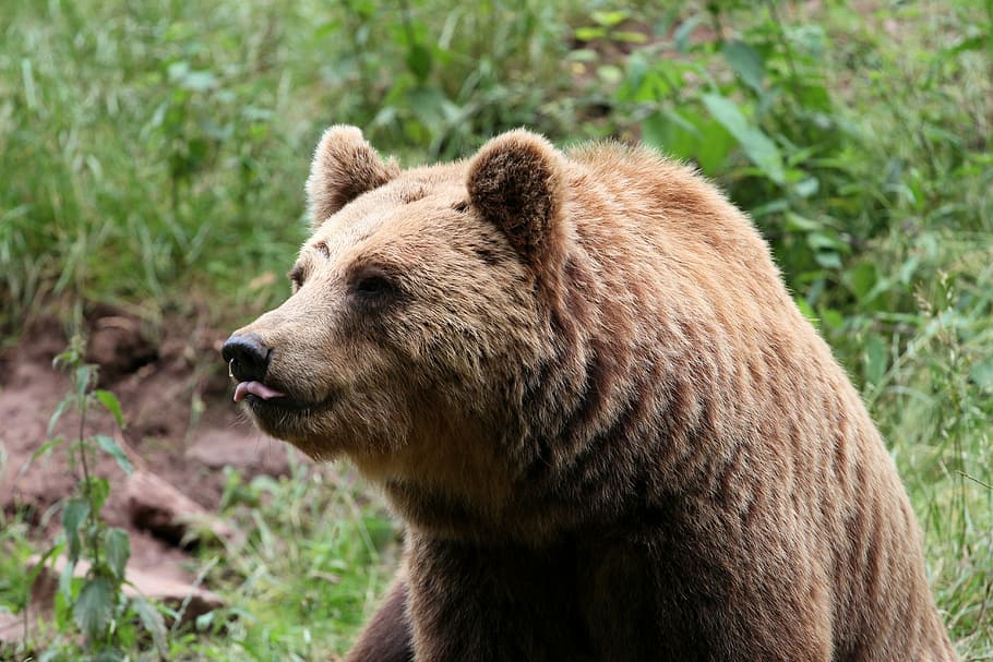 brown bear during daytime, Mammals, Animals, nature, teddy HD wallpaper