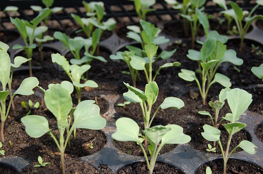 green leafed plant, seedling, cabbage, why, plants, from the garden HD wallpaper