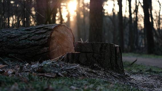 brown cut tree log, cutted tree on ground, forest, down, sunlight HD wallpaper