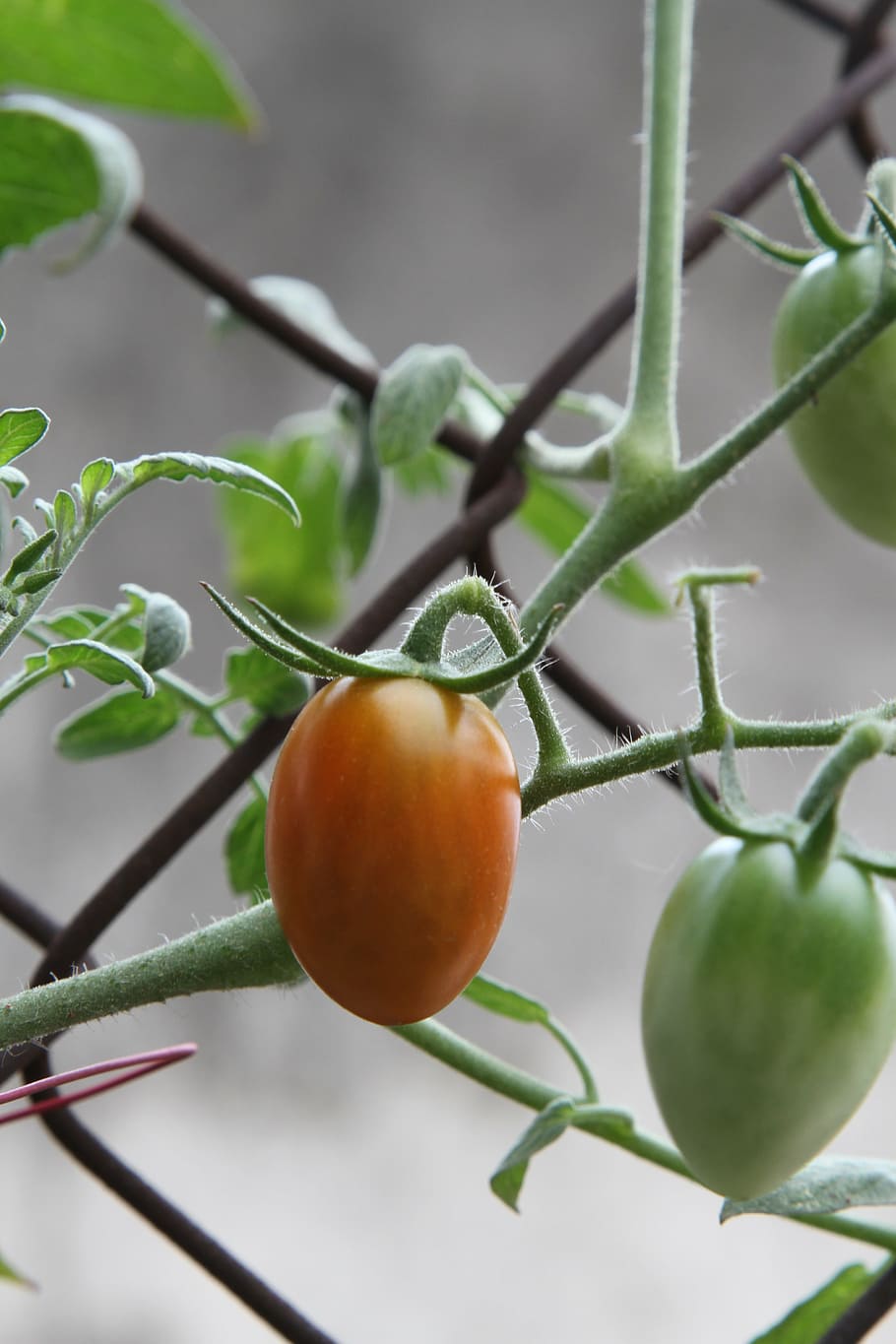 tomato, green, harvest, vegetable, fresh, red, ripe, cherry HD wallpaper