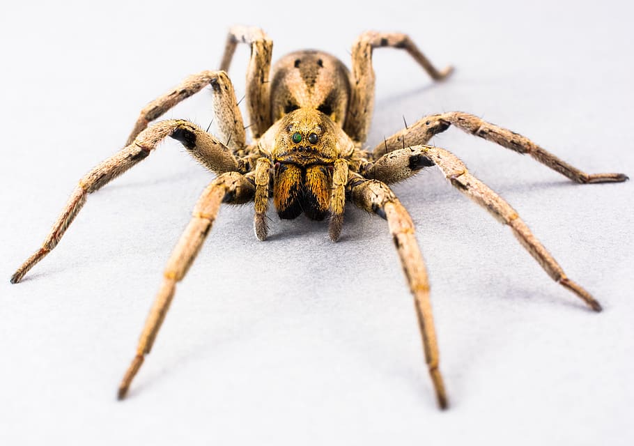 Spider, Arachnid, Insect, Close, one animal, animal wildlife HD wallpaper