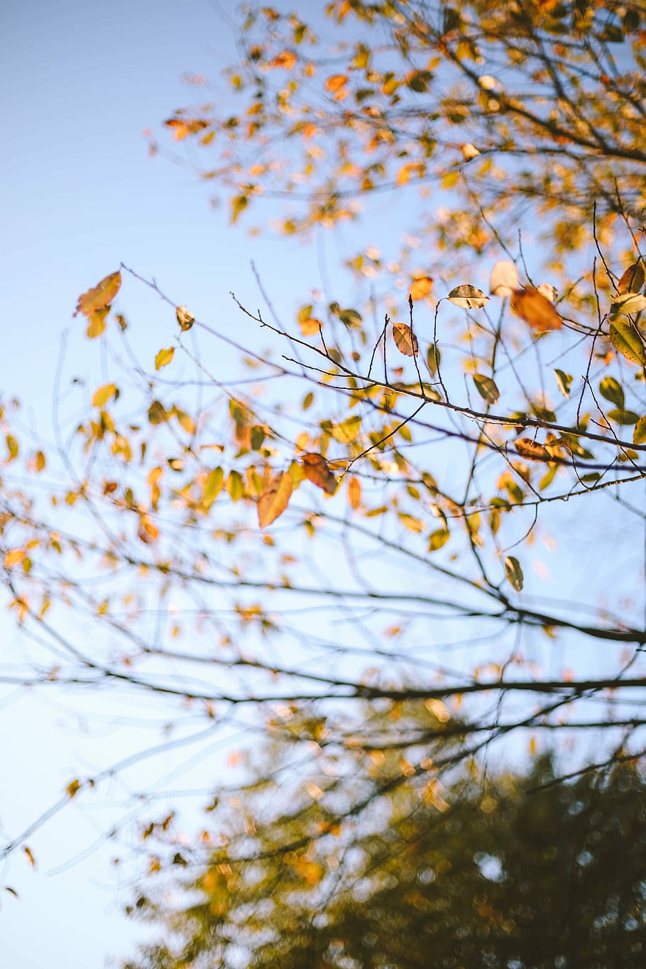 shallow focus photography of yellow leave, brown and green trees under blue sky HD wallpaper