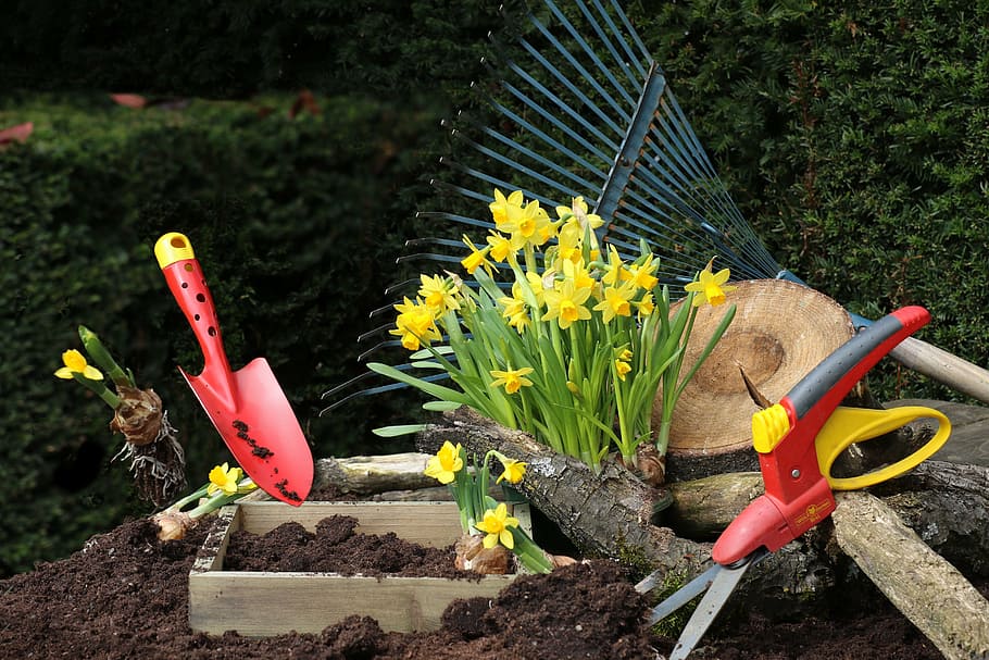 garden, still life, flower, spring, flowering plant, nature HD wallpaper