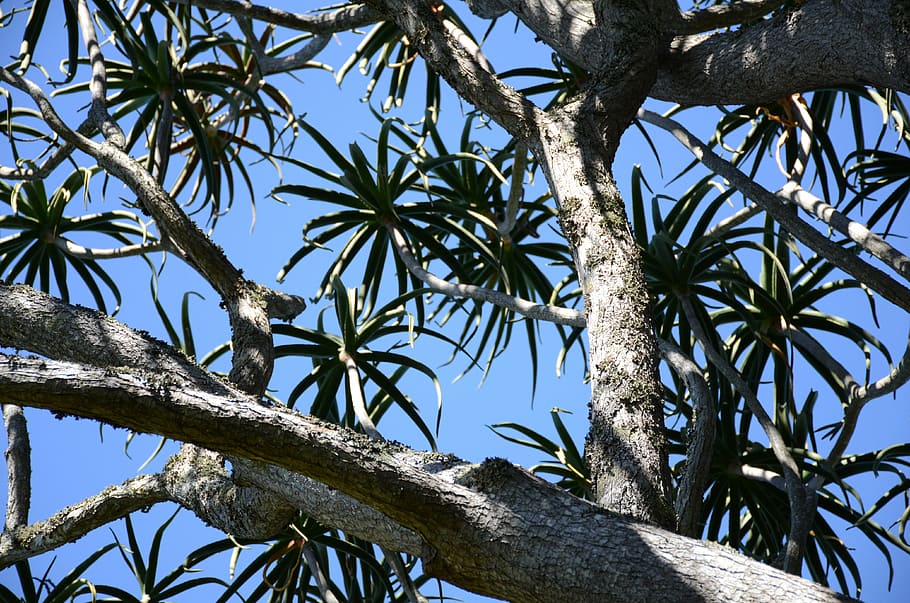 tree, succulent, sky, garden, park, plant, low angle view, branch HD wallpaper