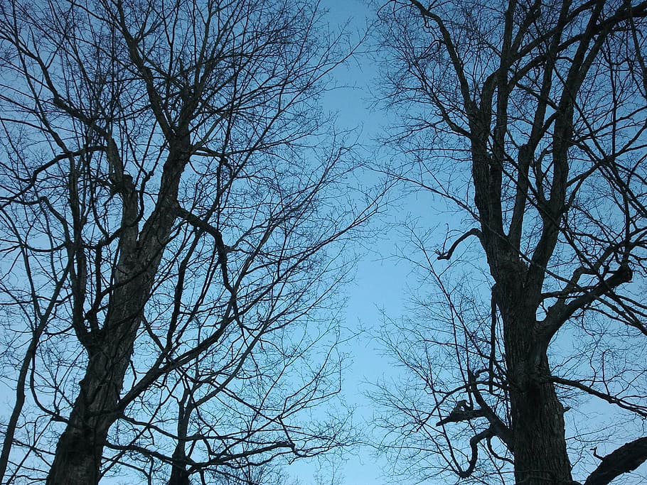 maple, tree, spring, blue, sky, branch, branches, nature, bare tree HD wallpaper