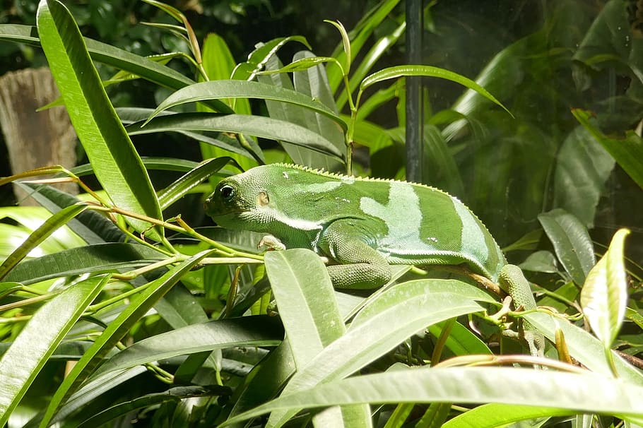lizard, reptile, plants, green, nature, vivarium, chameleon HD wallpaper