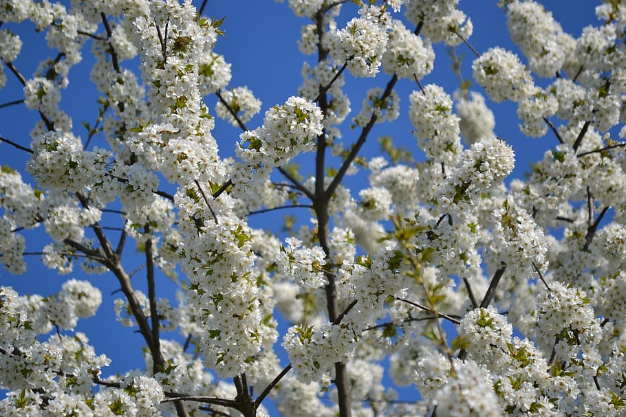 spring, bloom, flowers, tree, white, nature, springtime, branch HD wallpaper