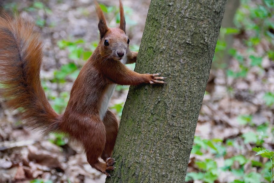 brown chipmunk on brown tree trunk, the squirrel, animal, forest HD wallpaper