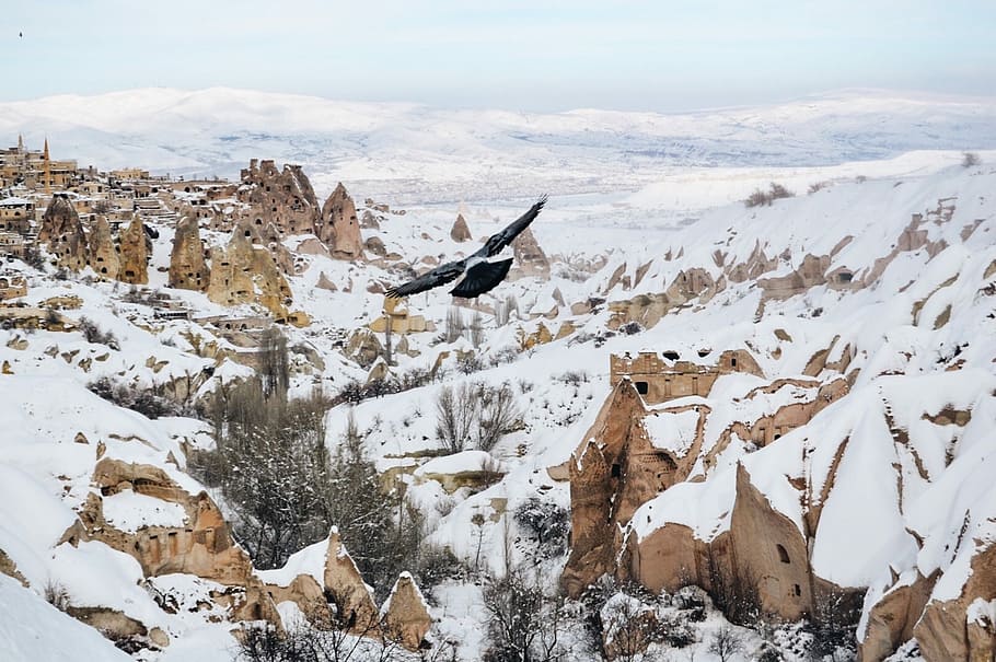 mountain range covered with white snow, eagle flying over snow capped mountains HD wallpaper