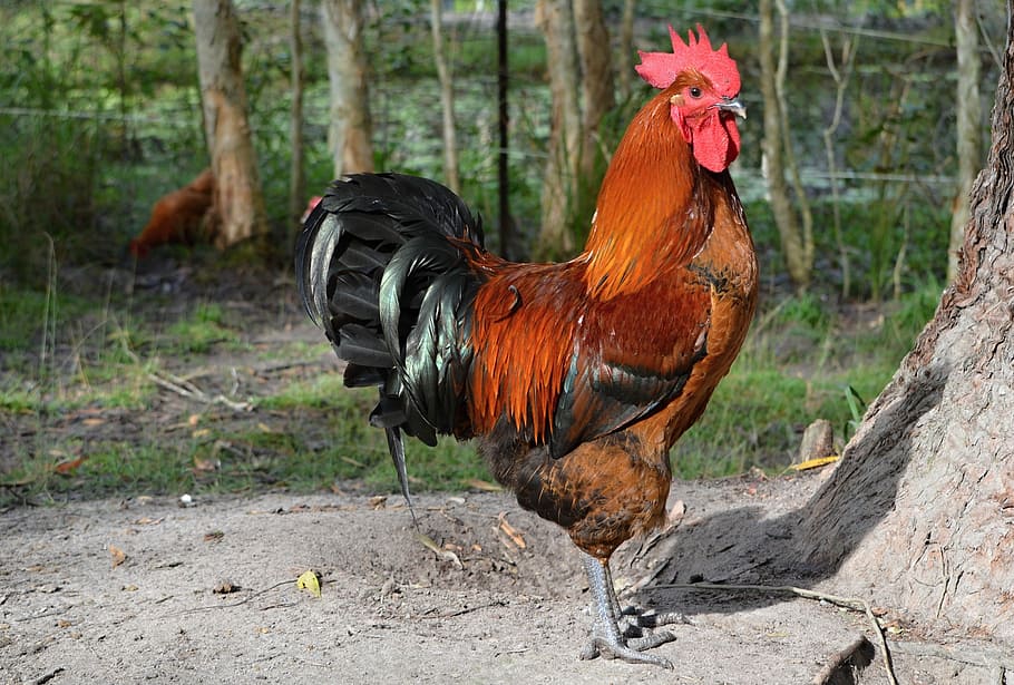 rooster beside tree, poultry, animals, bird, chicken, farm animal HD wallpaper