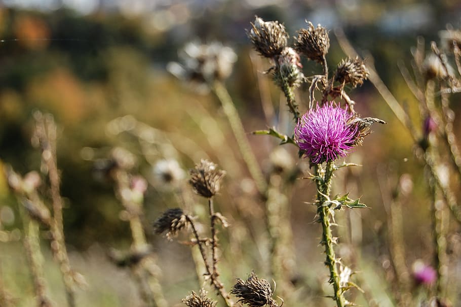 thistle, flower, blooming, flowering, flowers, pink, nature HD wallpaper