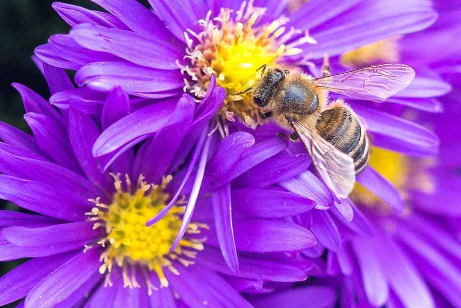 bee, flowers, macro, nature, insect, honey bee, flowering plant HD wallpaper