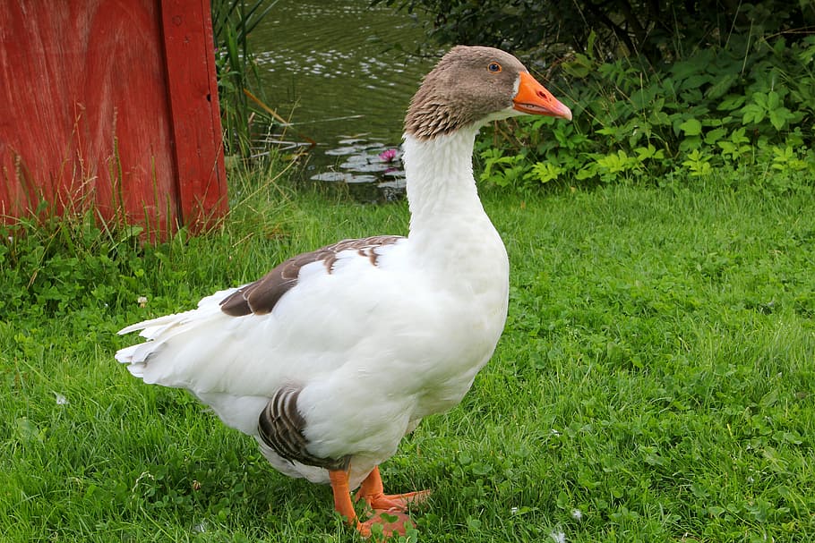 Goose, Bird, Spring, animal themes, grass, one animal, animals in the wild HD wallpaper