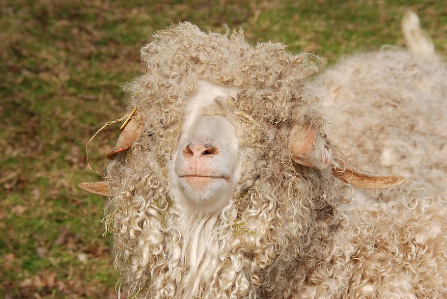 Sheep, Wool, Sheep'S, Animal, curls, sheep's wool, mammal, white HD wallpaper