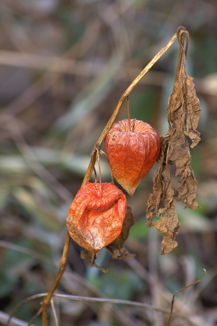Plant, Nature, Withered, Orange, fruit, food and drink, focus on foreground HD wallpaper