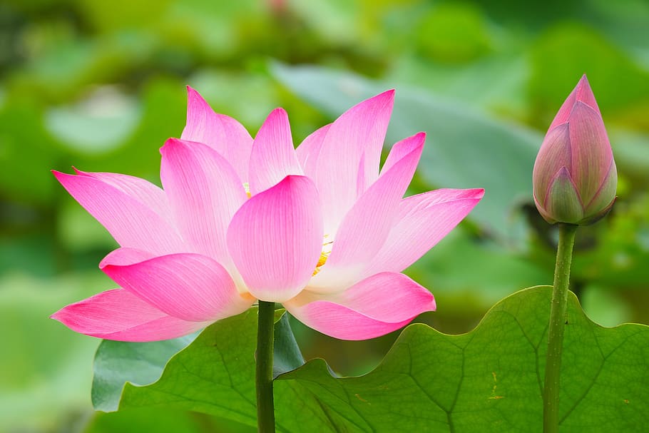 pink lotus flower in bloom close up photo, botanical garden, taipei