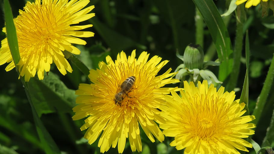 bee, opileni, dandelions, flower, flowering plant, flower head HD wallpaper