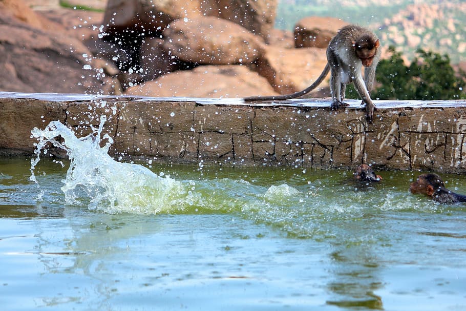 Monkey, Water, Play, India, joy, splashing, motion, outdoors HD wallpaper