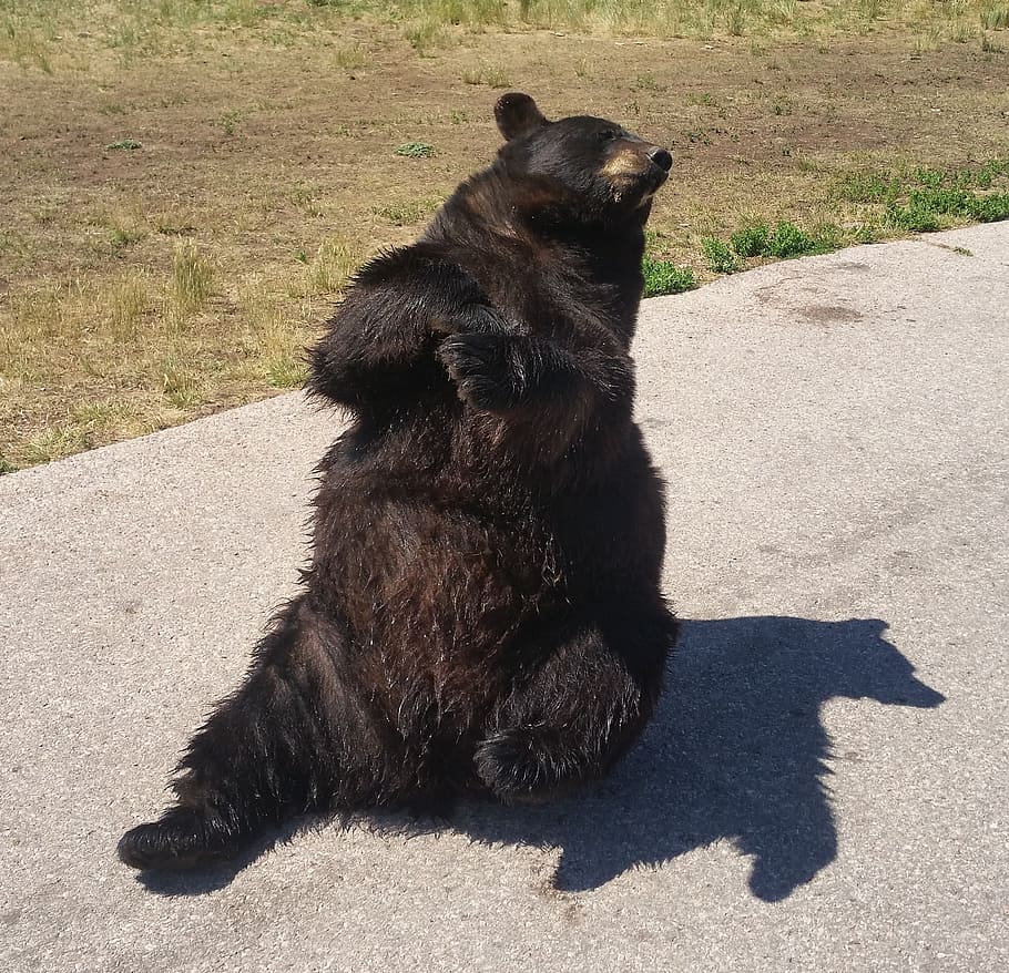 bear, black bear, zoo, mammal, one animal, vertebrate, nature HD wallpaper