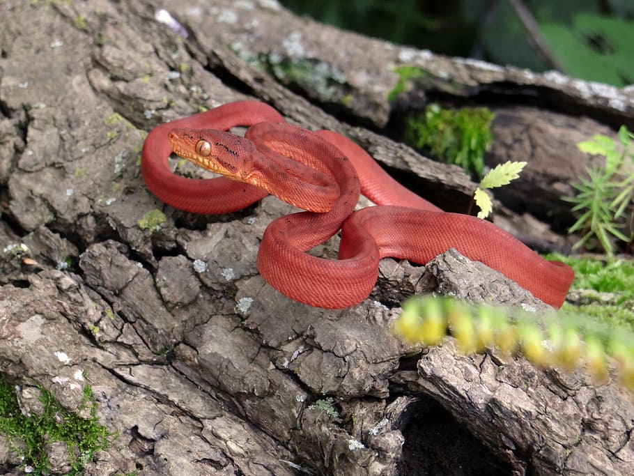 snake, amazon tree boa, constrictor, wildlife, reptile, serpent HD wallpaper