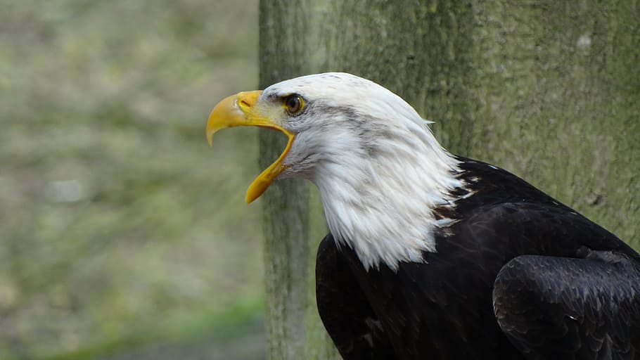black and white hawk near tree, bald eagles, usa, raptor, forest HD wallpaper