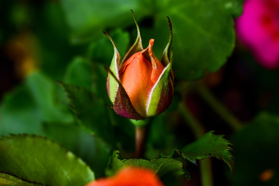 flower, nature, leaf, plant, freshness, growth, close-up, beauty in nature HD wallpaper