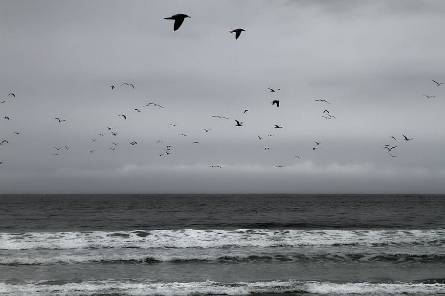 grayscale photo of flock of birds over the sea, flying, near HD wallpaper