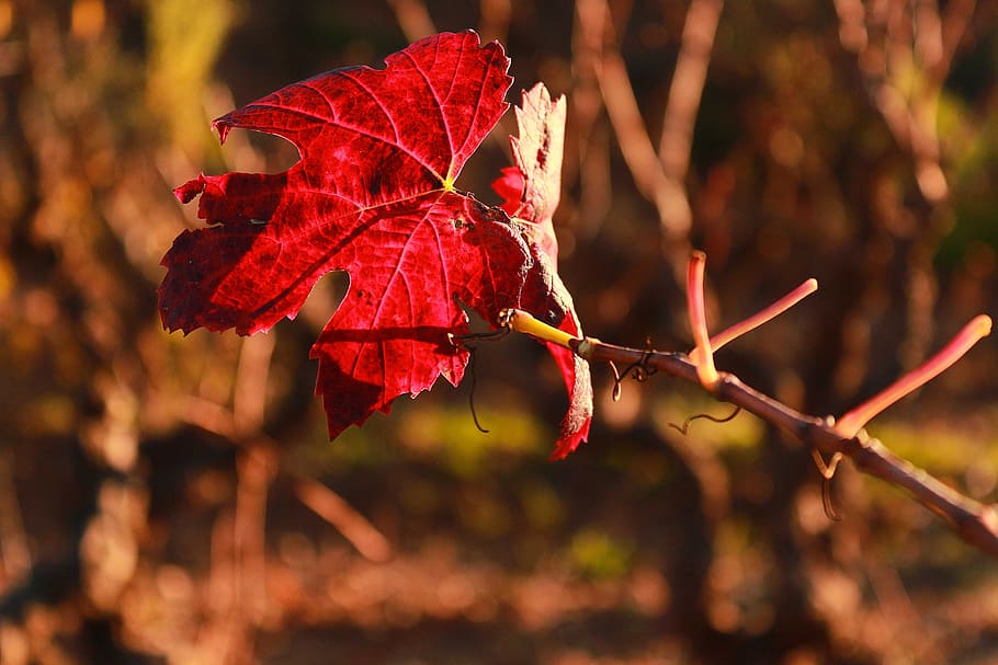 leaf, vine, provence, autumn, plant part, red, nature, tree HD wallpaper