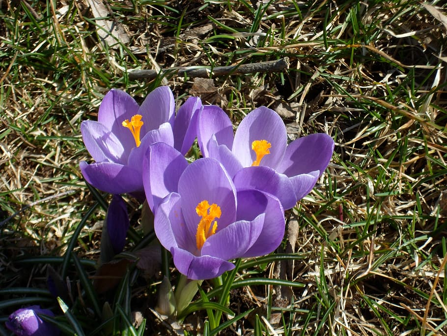crocus, spring flowers, our characters, nature, colors, flowering plant HD wallpaper