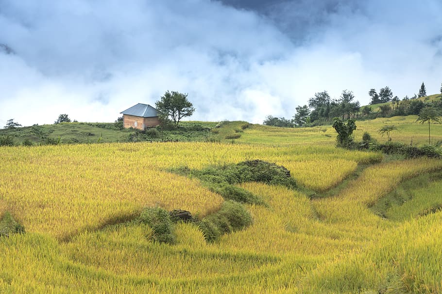 vietnam, rice, rice field, ha giang, terraces, hoang su phi, HD wallpaper